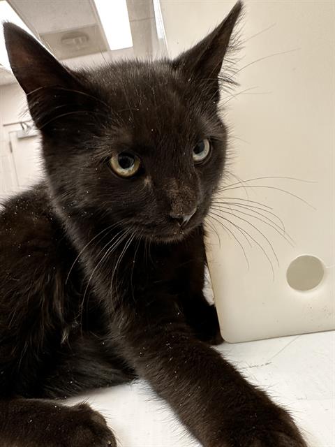  - Male - Domestic MH