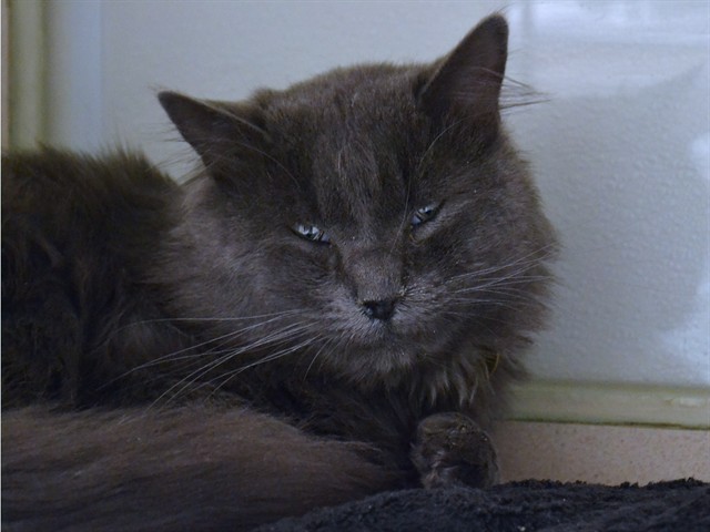 Gary - Male - Domestic LH