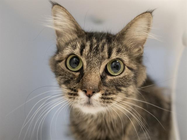 Paramore - Female - Domestic LH