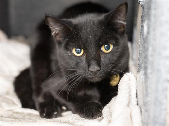 Dolly - Female - Domestic LH