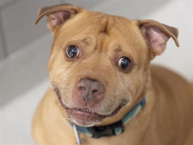 Joey - Male - Nonspecific