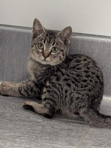 - Female - Domestic SH