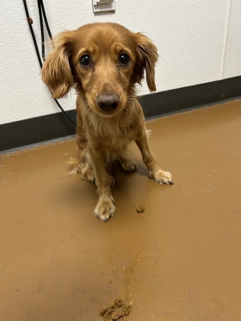  - Female - Long-haired Dachshund-Long Haired Chihuahua