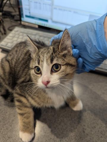  - Female - Domestic SH