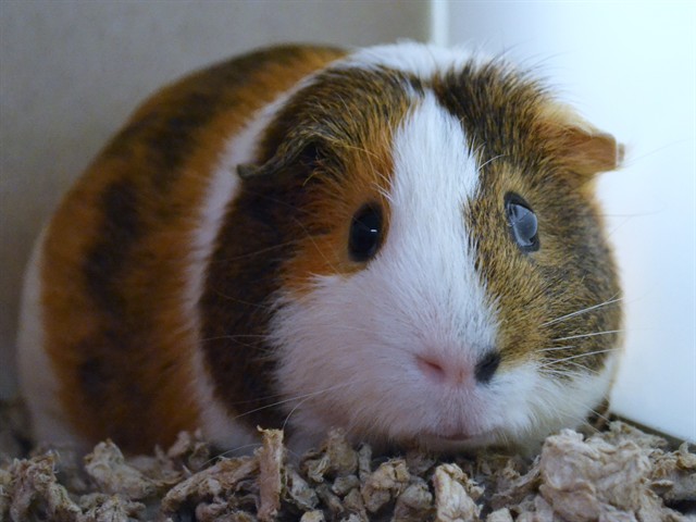 Bubbles - Male - Guinea Pig