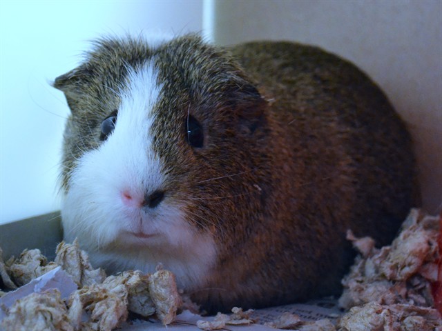Buttercup - Male - Guinea Pig