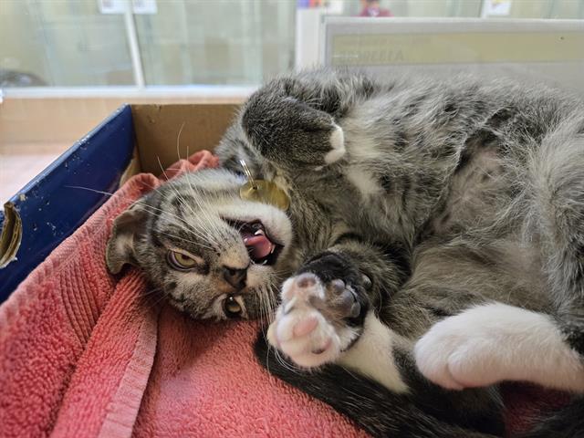 Onyx - Male - Domestic SH