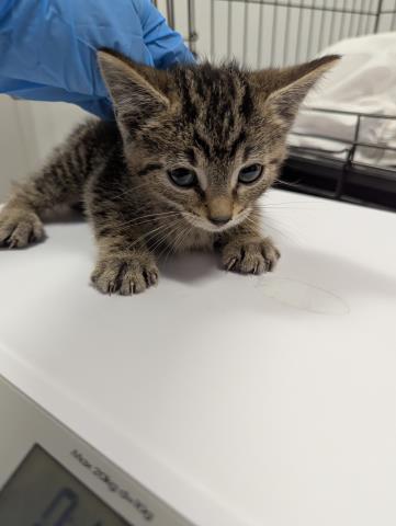 Opie - Male - Domestic SH