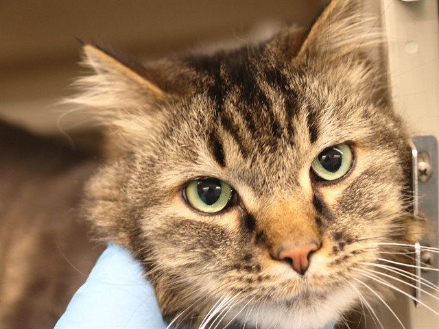 Buster - Male - Domestic SH