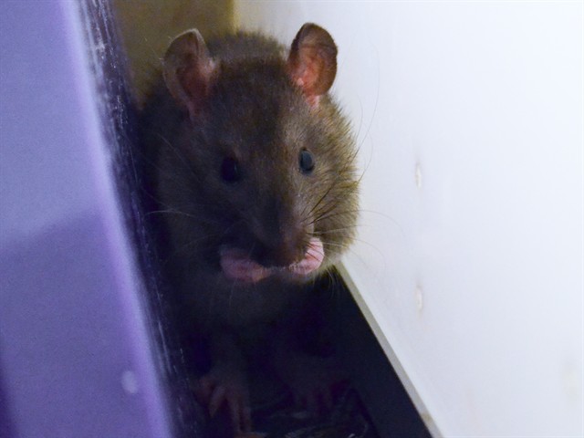 Swiss - Male - Rat