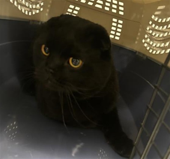  - Male - Scottish Fold