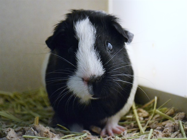 Rexy - Female - Guinea Pig