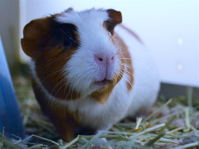 Deloris - Female - Guinea Pig