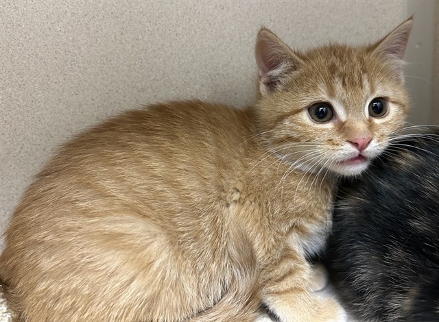 Jack Skellington - Male - Domestic SH