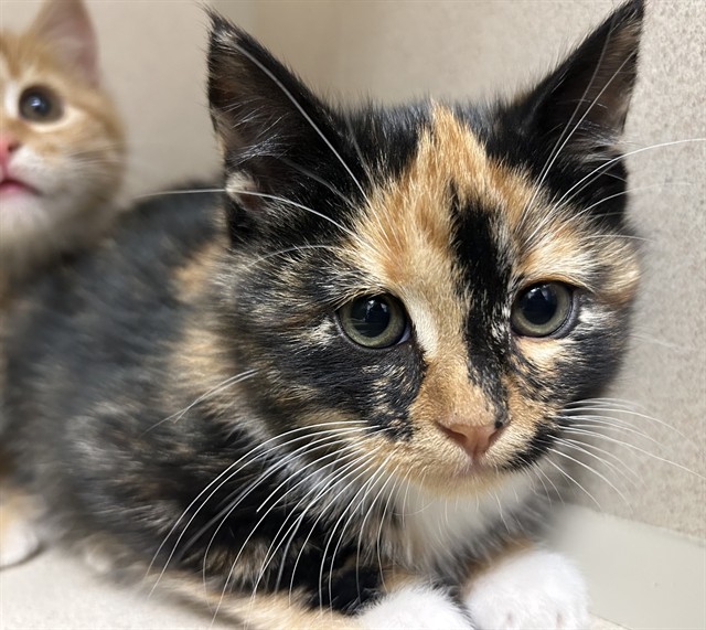 Sally - Female - Domestic SH