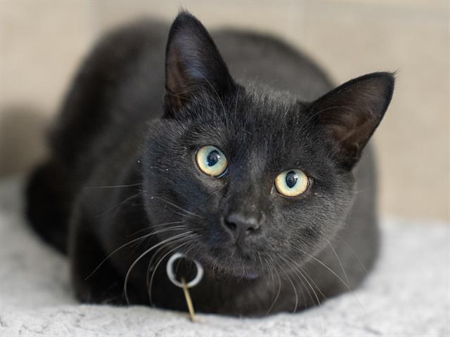 Tart - Male - Domestic SH