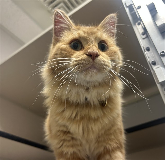 Rocket - Male - Domestic LH