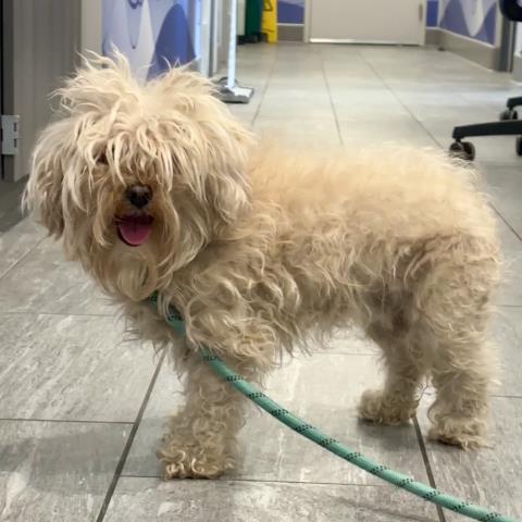Biscut - Female - Shih Tzu