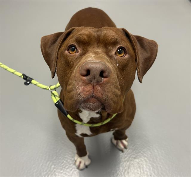 Atlas - Male - Pit Bull