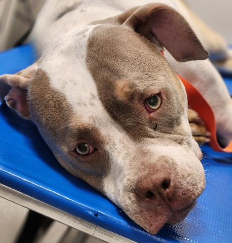 - Female - Pit Bull-Mix