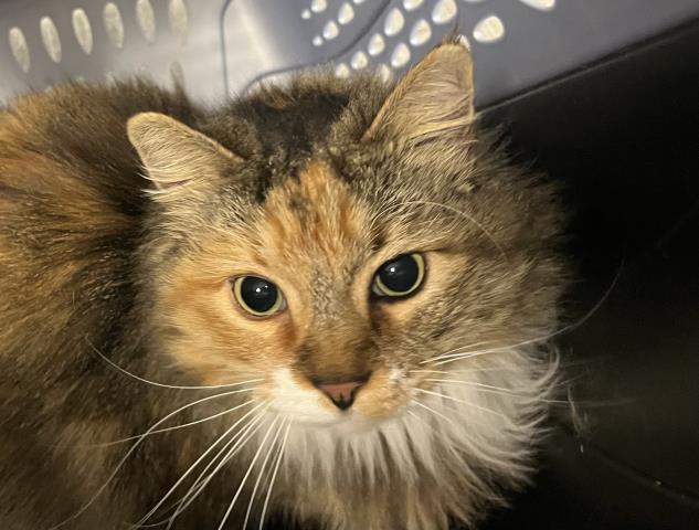  - Female - Domestic LH