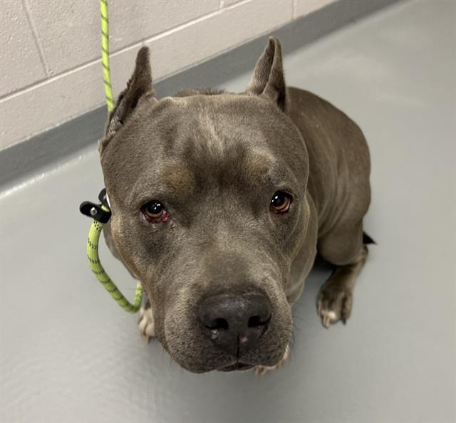 Bluebell - Female - Pit Bull