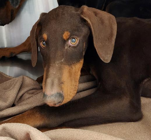  - Male - Doberman Pinscher