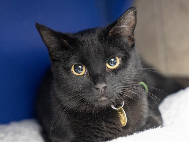 Sweet Pickles - Female - Domestic LH