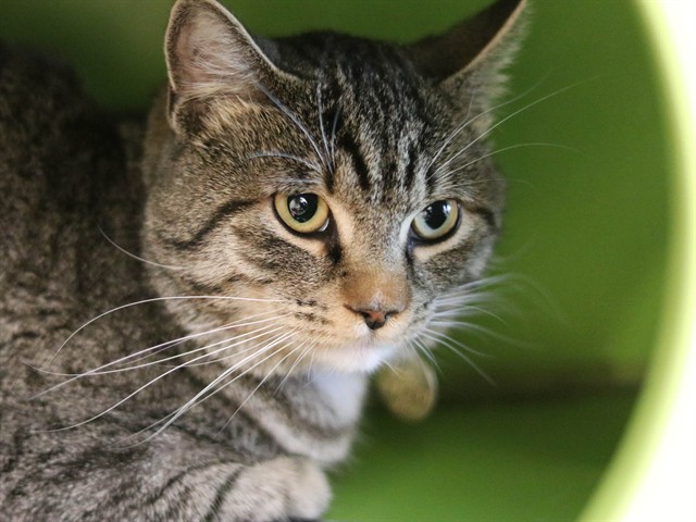 Jelly Bean - Male - Domestic SH