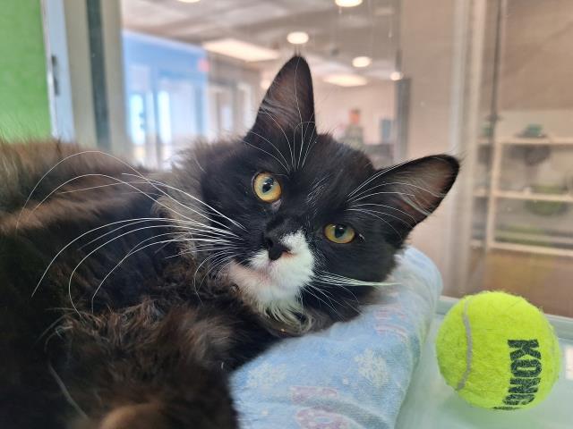 Squash - Male - Domestic MH