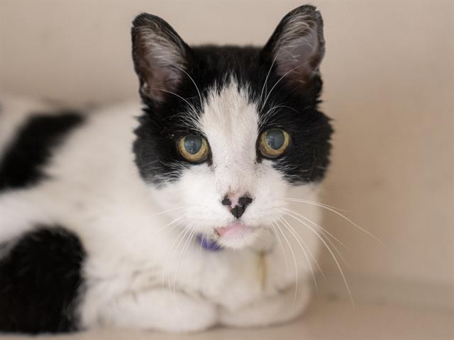 Henry - Male - Domestic SH