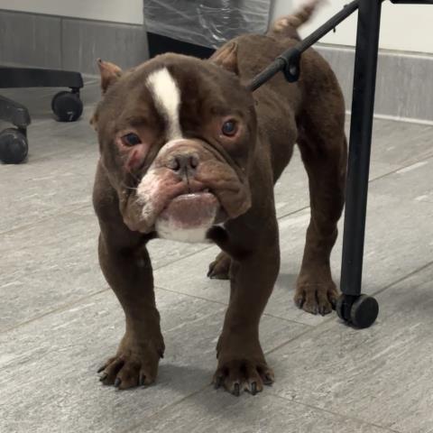  - Male - French Bulldog