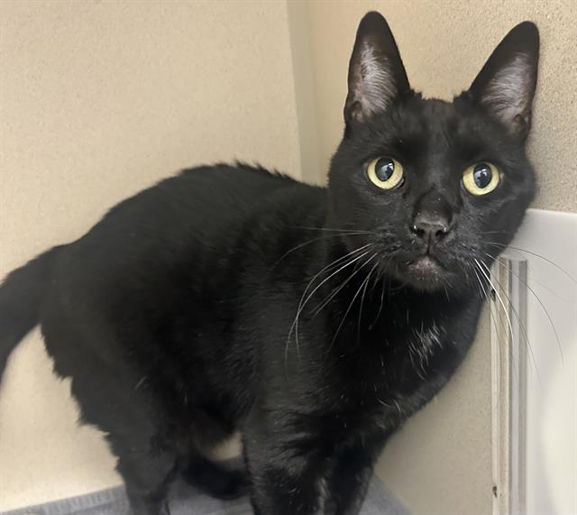 Regina - Female - Domestic SH