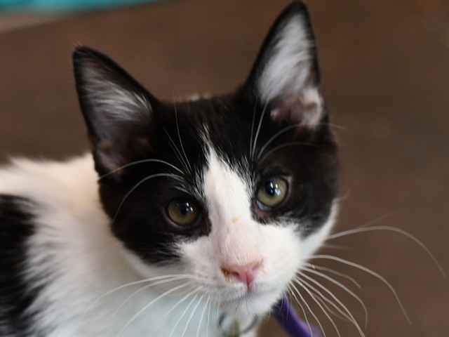 Cricket - Male - Domestic SH