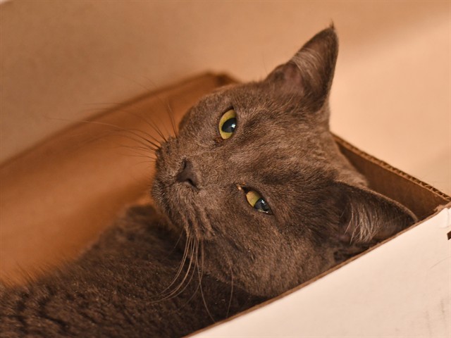 Sweetie - Female - Domestic LH