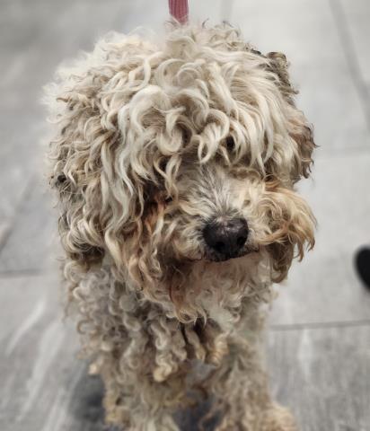 Benny - Male - Miniature Poodle-Mix