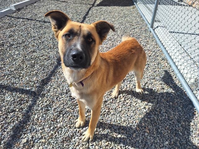 Bandit - Male - German Shepherd-Pit Bull