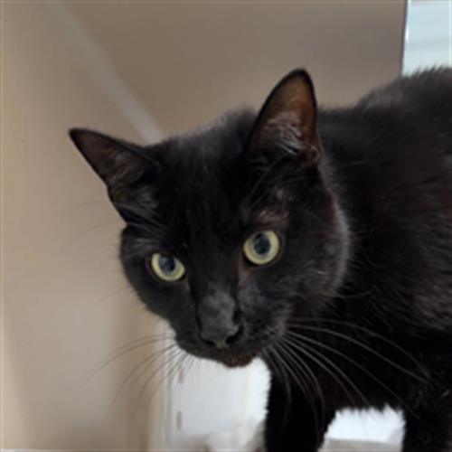 Lior - Male - Domestic SH