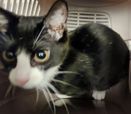 Stormy - Female - Domestic SH