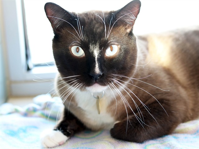 Sky - Male - Domestic SH