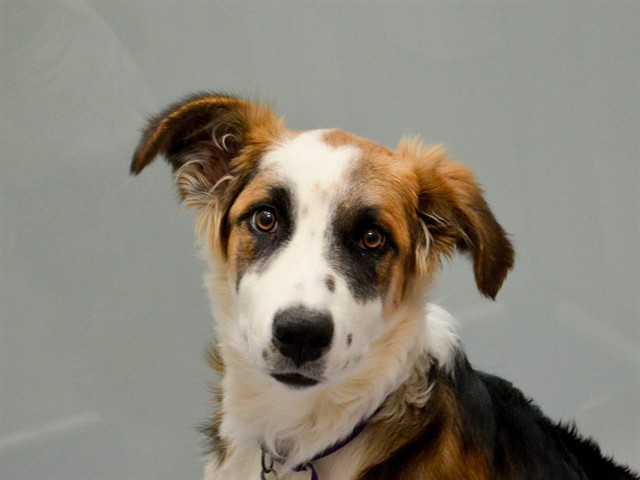 Javert - Male - Nonspecific