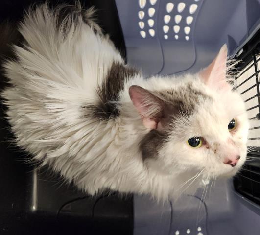  - Male - Domestic MH