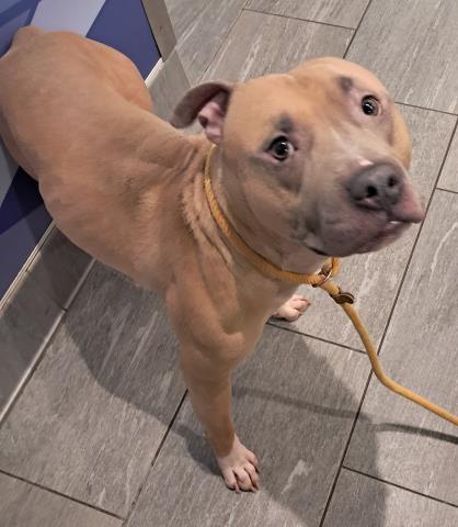 Ernie - Male - Pit Bull