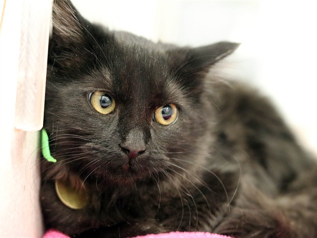 Marshmallow - Female - Domestic SH