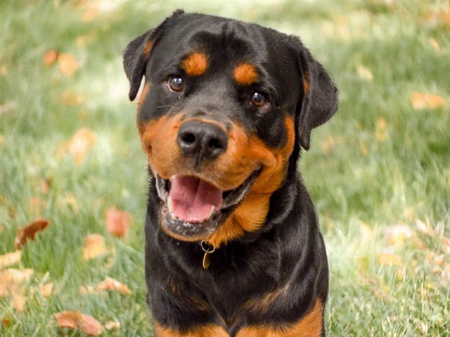 Weezy - Male - Rottweiler