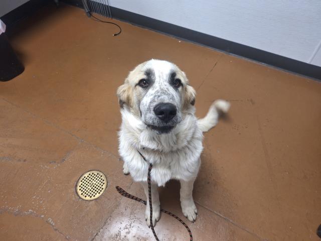 Moose - Male - Great Pyrenees