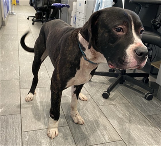 Acorn - Male - Mastiff-Mix