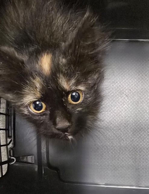 Chunk - Female - Domestic SH