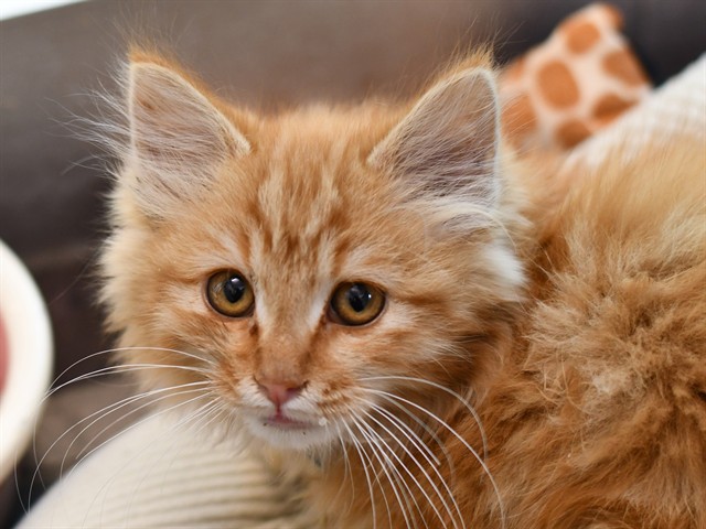 Toady - Male - Domestic SH