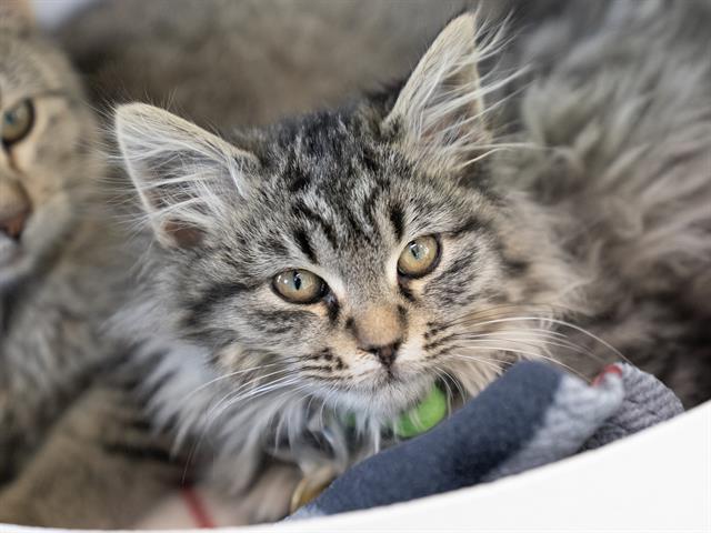 Monkey - Female - Domestic SH